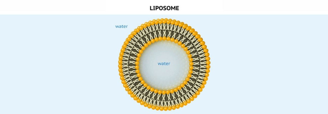 The Truth about Liposomal Glutathione