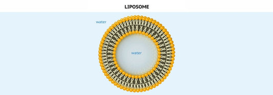 The Truth about Liposomal Glutathione