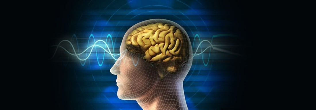 The “shrinking” brain